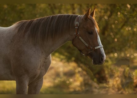 American Quarter Horse, Giumenta, 6 Anni, 160 cm, Roano rosso