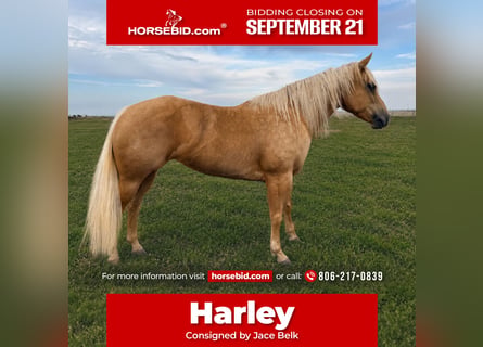 American Quarter Horse, Giumenta, 6 Anni, Palomino