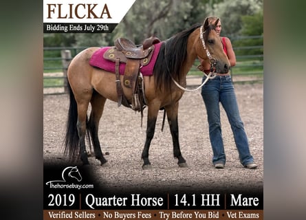 American Quarter Horse, Giumenta, 7 Anni, 145 cm, Pelle di daino