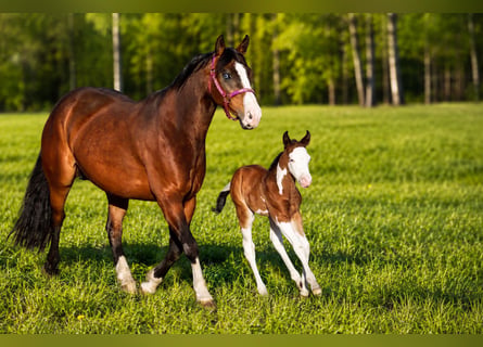American Quarter Horse, Giumenta, 7 Anni, 147 cm, Baio