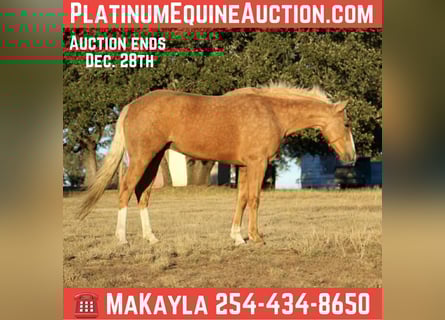 American Quarter Horse, Giumenta, 7 Anni, 150 cm, Palomino