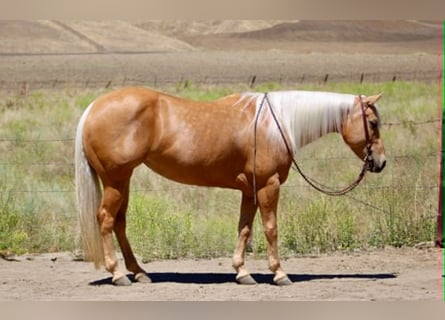 American Quarter Horse, Giumenta, 7 Anni, 150 cm, Palomino