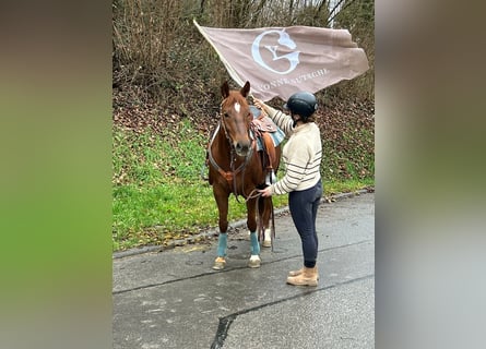 American Quarter Horse, Giumenta, 7 Anni, 151 cm
