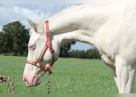 American Quarter Horse, Giumenta, 7 Anni, 152 cm, Cremello