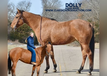 American Quarter Horse, Giumenta, 7 Anni, 152 cm, Falbo