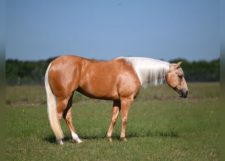 American Quarter Horse, Giumenta, 7 Anni, 152 cm, Palomino