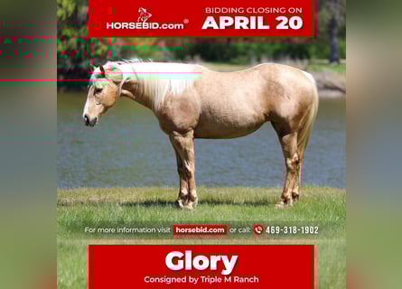 American Quarter Horse, Giumenta, 7 Anni, 155 cm, Palomino