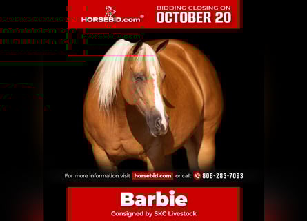 American Quarter Horse, Giumenta, 7 Anni, 155 cm, Palomino