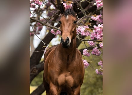 American Quarter Horse, Giumenta, 7 Anni, 160 cm, Baio