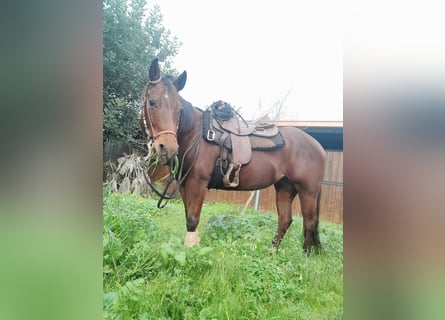 American Quarter Horse, Giumenta, 7 Anni, 160 cm, Baio chiaro