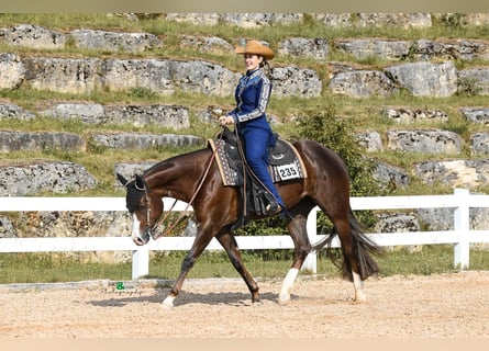 American Quarter Horse, Giumenta, 7 Anni, 160 cm, Sauro scuro