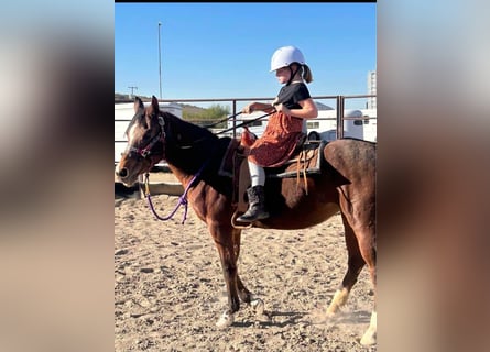 American Quarter Horse, Giumenta, 7 Anni, 163 cm, Baio roano