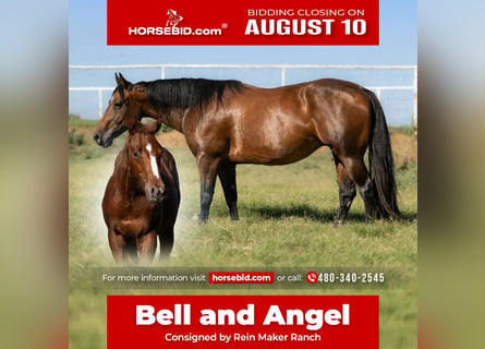 American Quarter Horse, Giumenta, 7 Anni, Baio ciliegia