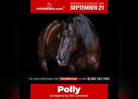 American Quarter Horse, Giumenta, 7 Anni, Morello