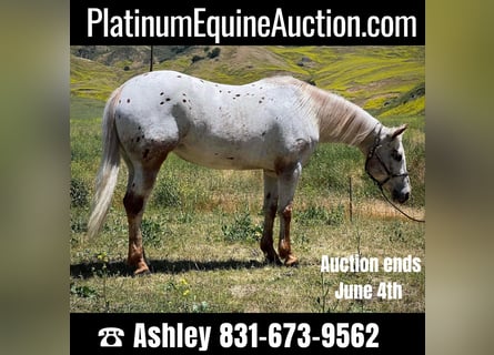 American Quarter Horse, Giumenta, 8 Anni, 140 cm, Roano rosso