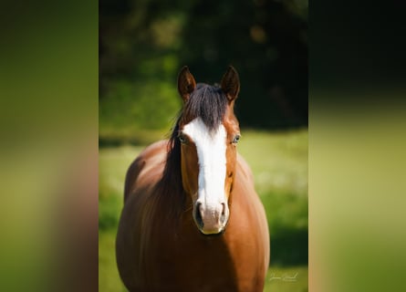 American Quarter Horse, Giumenta, 8 Anni, 144 cm, Baio