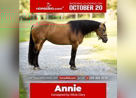 American Quarter Horse, Giumenta, 8 Anni, 150 cm, Pelle di daino