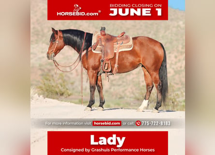 American Quarter Horse, Giumenta, 8 Anni, 152 cm, Baio ciliegia