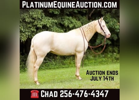 American Quarter Horse, Giumenta, 8 Anni, 152 cm, Cremello