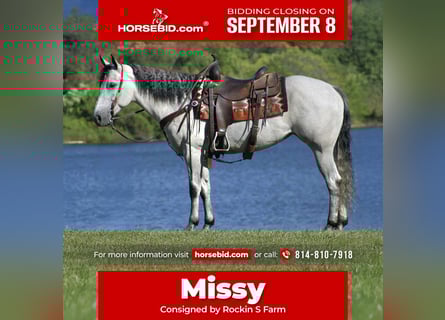 American Quarter Horse, Giumenta, 8 Anni, 152 cm, Grigio