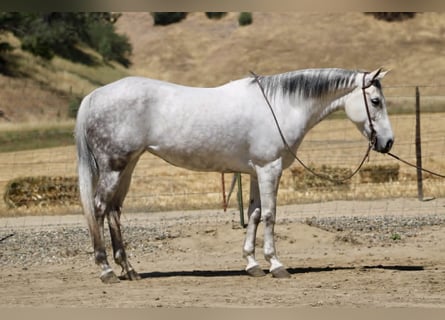 American Quarter Horse, Giumenta, 8 Anni, 152 cm, Grigio