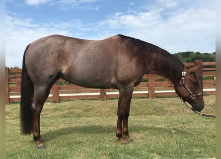 American Quarter Horse, Giumenta, 8 Anni, 152 cm, Roano rosso