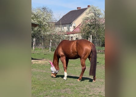 American Quarter Horse, Giumenta, 8 Anni, 156 cm, Sauro scuro
