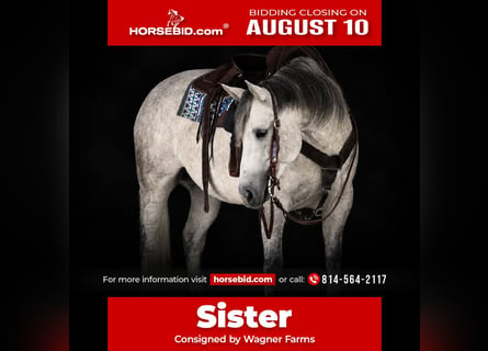 American Quarter Horse, Giumenta, 8 Anni, Grigio