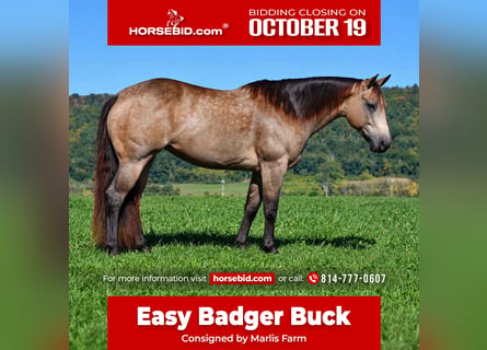 American Quarter Horse, Giumenta, 8 Anni, Pelle di daino