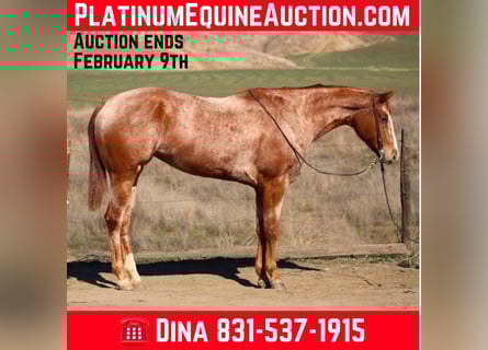 American Quarter Horse, Giumenta, 8 Anni, Roano rosso