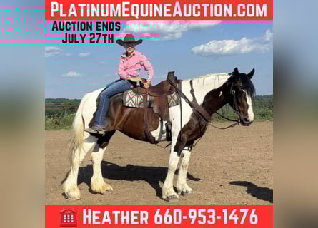 American Quarter Horse, Giumenta, 8 Anni, Tobiano-tutti i colori