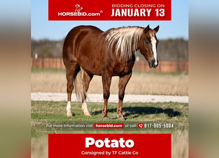 American Quarter Horse, Giumenta, 9 Anni, 147 cm, Sauro ciliegia