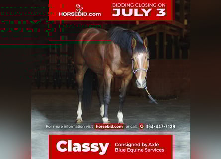 American Quarter Horse, Giumenta, 9 Anni, 152 cm, Baio ciliegia