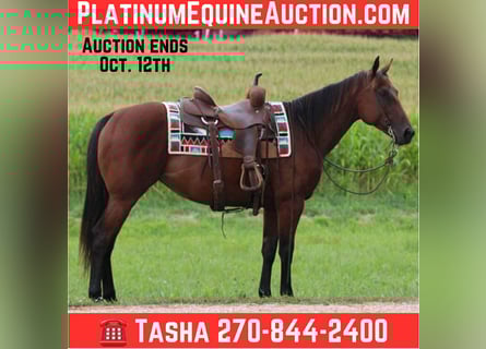 American Quarter Horse, Giumenta, 9 Anni, 152 cm, Baio ciliegia