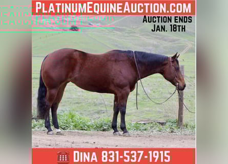 American Quarter Horse, Giumenta, 9 Anni, 152 cm, Baio ciliegia