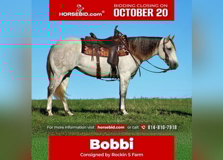 American Quarter Horse, Giumenta, 9 Anni, 152 cm, Grigio