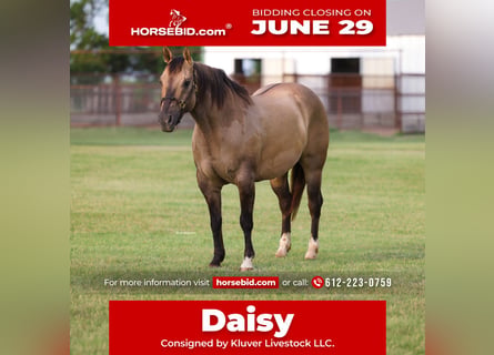 American Quarter Horse, Giumenta, 9 Anni, Grullo