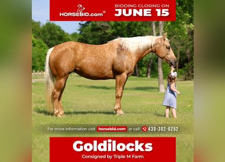 American Quarter Horse, Giumenta, 9 Anni, Palomino