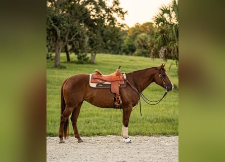American Quarter Horse, Giumenta, 9 Anni, Sauro ciliegia