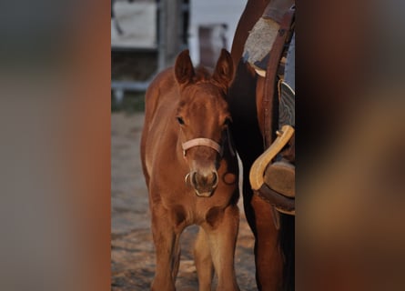 American Quarter Horse, Giumenta, , 143 cm, Sauro scuro
