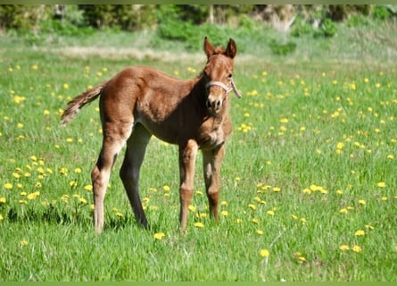 American Quarter Horse, Giumenta, , 143 cm, Sauro scuro