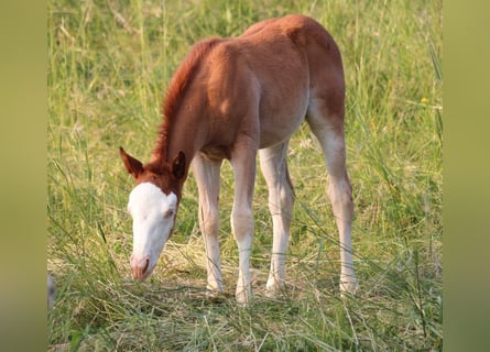 American Quarter Horse, Giumenta, Puledri
 (04/2023), 145 cm, Sauro