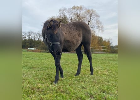 American Quarter Horse, Giumenta, Puledri (04/2024), 148 cm, Grullo