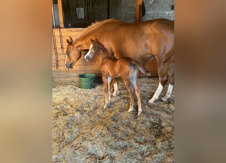 American Quarter Horse, Giumenta, , 148 cm, Sauro