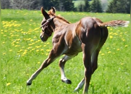 American Quarter Horse, Giumenta, , 148 cm, Sauro scuro