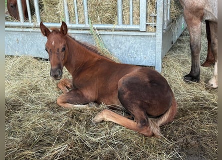 American Quarter Horse, Giumenta, Puledri (07/2025), 148 cm, Sauro scuro