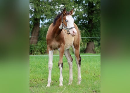 American Quarter Horse, Giumenta, Puledri
 (04/2024), 149 cm, Overo-tutti i colori