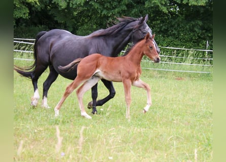 American Quarter Horse, Giumenta, Puledri (04/2026), 150 cm, Baio