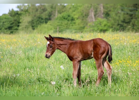 American Quarter Horse, Giumenta, Puledri (04/2026), 150 cm, Baio