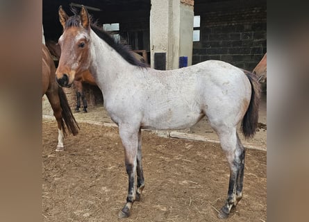 American Quarter Horse, Giumenta, Puledri (05/2025), 150 cm, Baio roano